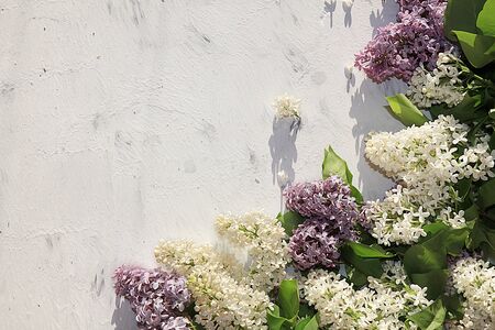 Composition of lilac branches, place for text, flat lay, spring banner. Creative modern bouquet, minimal holiday concept. Greeting card for mother's day,の写真素材
