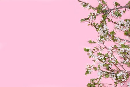 Abstract floral composition, background, minimal holiday concept, spring banner. Cherry branches on a pink background. Greeting card for mother's day, happy birthday, wedding,の写真素材