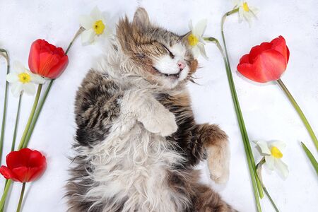 Sleeping fluffy cat in tulips on a sunny table. Minimal concept of spring and comfort, creative flower arrangement, background. Beautiful greeting card.の写真素材