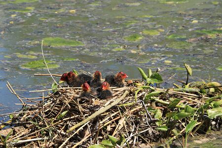 Nest with wild little ducklings coots on the lake, breeding offspring in the wild, survival in difficult conditions...の写真素材