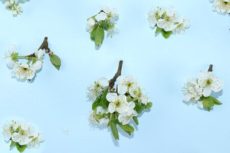 Flower arrangement on a blue background isolated from cherry branches, flat lay. Creative modern bouquet, minimal holiday concept. Floral card,の写真素材