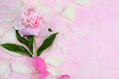 Peony flower on a pink background, abstract floral arrangement, minimalism, flat lay. Greeting card for mother's day, happy birthday,の写真素材