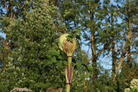 Hogweed in the field. A very dangerous and poisonous plant growing in central Russia, it causes...
