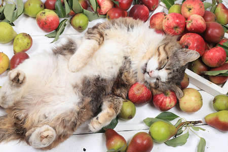 Funny fluffy cat on the table with apples and pears, harvesting in the village, healthy natural food concept, detox dietの写真素材