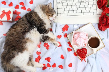 Modern woman work desk, cozy home office with cat, valentine's day concept. Computer, coffee latte, red hearts, flowers and meringues on a light blanket, healthy lifestyle, flat lay, selective focus.の写真素材