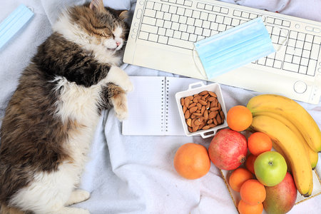 Modern woman working desk, cozy home office with a cat. coffee and fruit on a light blanket, making a plan and goals for the new year, healthy lifestyle, detox diet concept, flat lay, selective focus.の写真素材