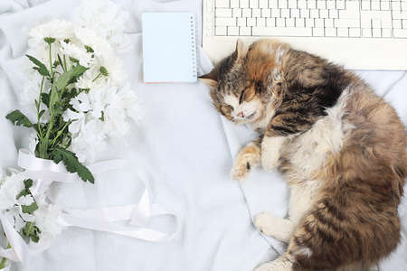 Modern woman work desk, cozy home office with sleeping cat, mothers day concept, womens day. Computer, red hearts, flowers and a gift on a light blanket, healthy lifestyle, flat lay, selective focus.の写真素材
