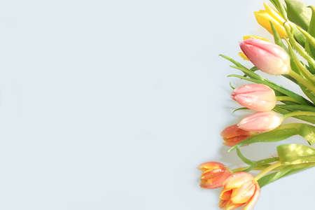 Abstract defocused flower composition, background, spring banner, selective focus. tulips on a light...