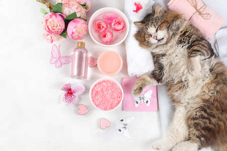 Spa and wellness composition with aromatic rose water, salt, archidea flowers and a sleeping cat on a towel, aromatherapy and skin care, lifestyle concept, invitation and advertising card,の写真素材