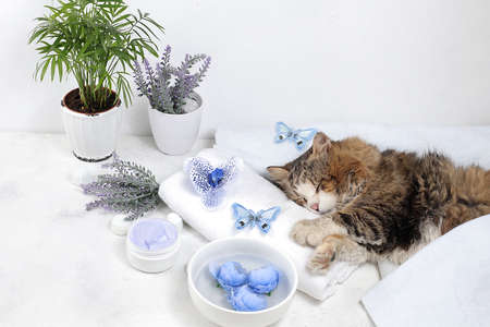 Spa and wellness composition with aromatic water, lavender, archidea flowers and a sleeping cat on a towel, aromatherapy and skin care, lifestyle concept, invitation and advertising card,の写真素材