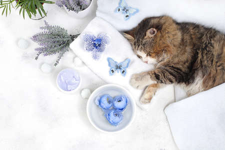 Spa and wellness composition with aromatic water, lavender, archidea flowers and a sleeping cat on a towel, aromatherapy and skin care, lifestyle concept, invitation and advertising card,の写真素材