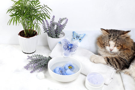 Spa and wellness composition with aromatic water, lavender, archidea flowers and a sleeping cat on a towel, aromatherapy and skin care, lifestyle concept, invitation and advertisinの写真素材