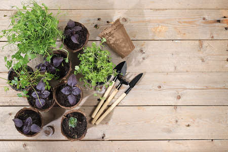 Young sprouts of seedlings in peat biodegradable pots and care toolsの写真素材