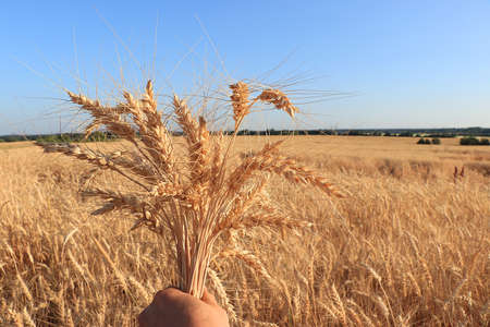 Ripe ears of yellow field of wheat and rye in the hand of the farmer on a background of blue sky....