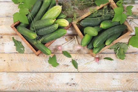 Village harvest concept.Fresh crispy cucumbers with currant, cherry and dill leaves for pickling in boxes on an old wooden table, healthy and organic food, top view, selective focus