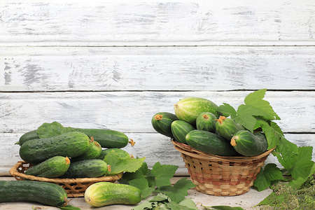 Village harvest concept.Fresh crispy cucumbers with currant, cherry and dill leaves for pickling on an old wooden table, healthy and organic food, selective focusの写真素材
