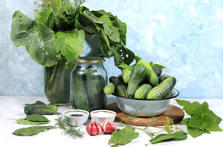 Cucumbers and ingredients for pickling them, the concept of healthy and natural food. Cooking pickles at home. Cucumbers, dill, garlic, mountain ash, currant leaves, cherries, horseradish and basil.の写真素材