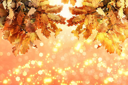 Autumn abstract composition with oak leaves on blurred bokeh background, thanksgiving day concept,...