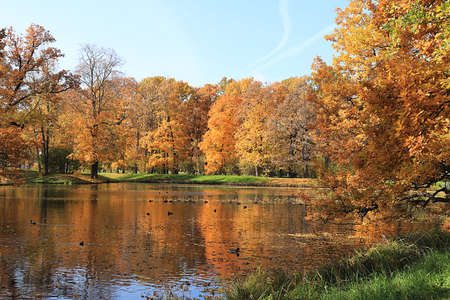 Golden autumn season in Russia, background.Autumn park in October on a sunny day, lake with red maple leaves and oaks. Beautiful bright natural landscape in the park, seasons ,, invitation for a walk,の写真素材