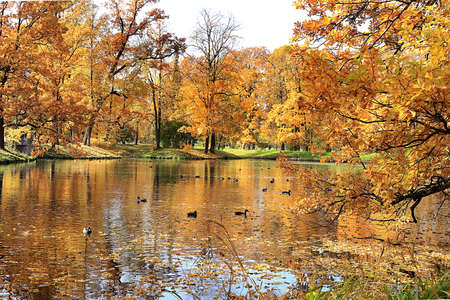 Golden autumn season in Russia, background.Autumn park in October on a sunny day, lake with red maple leaves and oaks. Beautiful bright natural landscape in the park, seasons ,, invitation for a walk,の写真素材