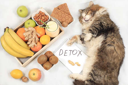 Healthy breakfast with ingredients, detox diet and weight loss concept, Cozy home office with fat sleeping cat, fruits, nuts, bread rolls and smoothies on light blanket, healthy lifestyle, modern female desktop, flat lay, selective focus.の写真素材