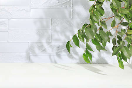 Empty showcase for display or presentation of cosmetic products, scene for design, abstract background with tropical leaves and shadows, modern creative display,の写真素材