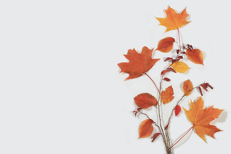 Autumn abstract composition with maple and aspen leaves, concept of hello autumn, thanksgiving and...