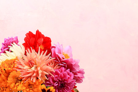Beautiful dahlia and marigold flowers on a pink background, abstract floral arrangement, spring or autumn background with space for text, minimal holiday concept, still life, greeting card. selective focusの写真素材
