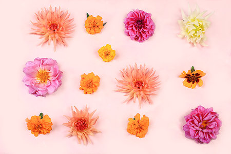 Beautiful dahlia and marigold flowers on a pink background, abstract floral arrangement, spring or autumn background with space for text, minimal holiday concept, still life, greeting card. selective focusの写真素材