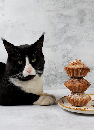 Large forest Maine Coon cat on the table with cinnamon eggnog and chocolate muffins, cozy breakfast concept. Warming egg drink in cold season with delicious dessert, selective focusの写真素材