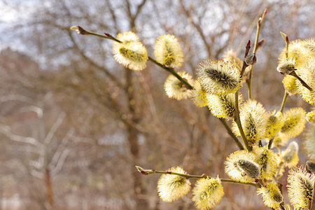 Delicate willow flowers on the background of the April forest, spring floral arrangement, banner...