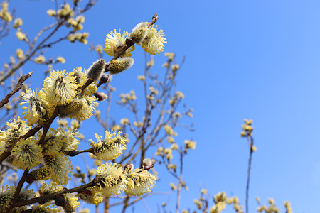 Delicate willow flowers on a background of blue sky, spring floral arrangement, banner with place...