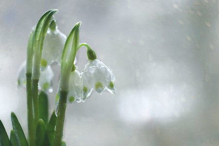 Abstract floral background with blurred background with bokeh.Delicate snowdrop flowers with dew drops after rain in the spring garden.The concept of the arrival of spring,floral card,template for design,selective focusの写真素材