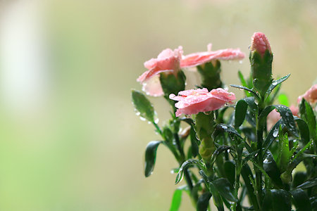 Abstract floral background with blurred background with bokeh.Delicate carnation flowers with dew drops after rain in the spring garden.The concept of the arrival of spring,floral card,template for design,selective focusの写真素材