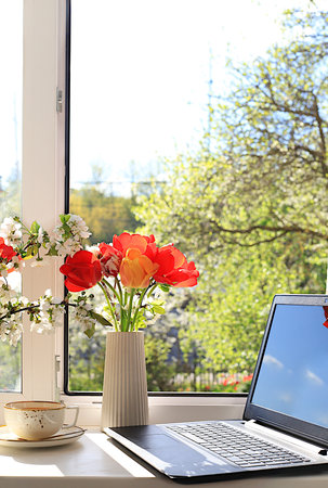 A cup of tea, a computer, tulip flowers in a vase on a sunny window. The concept of home coziness, comfort and home office. Computer mobility and healthy lifestyle, selective focusの写真素材
