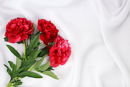 Abstract floral composition, flat lay, beautiful burgundy peonies on an elegant background, spring and summer banner. Creative modern bouquet. Mother's Day card, happy birthday, wedding, pattern, selective focusの写真素材