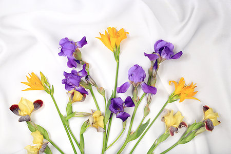 Abstract floral composition, flat lay, beautiful Siberian irises on an elegant background, spring and summer banner. Creative modern bouquet. Mother's Day card, happy birthday, wedding, pattern, selective focusの写真素材