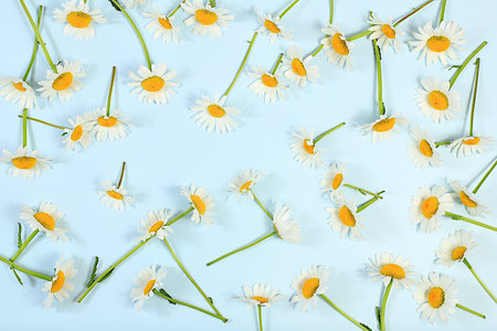Beautiful floral arrangement with white daisies on a light background, template for design and banner for display. Minimal modern aesthetics. elegant beauty concept, selective focusの写真素材