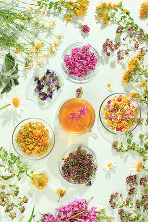 Floral arrangement of wild medicinal herbs and flowers on a wooden table, cups of tea from Hypericum, oregano, fireweed, mint, celandine, chamomile and yarrow, collection of useful herbs for treatment according to folk recipes.の写真素材