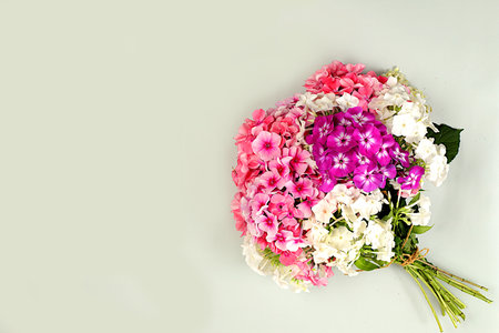 Bouquet of phlox flowers on gray background, summer and autumn banner for product advertising,...