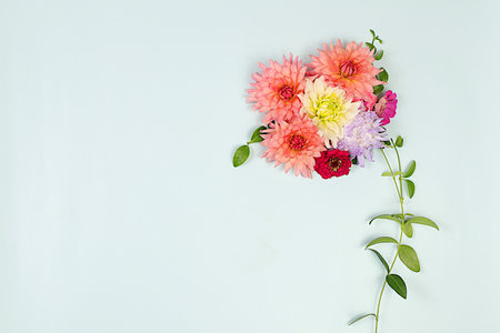 Flower of dahlia, aster, buttercups on light background, Abstract floral arrangement, flat lay....