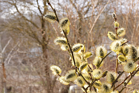Fresh willow branches on sunny background, Easter celebration and spring greeting concept. Abstract...