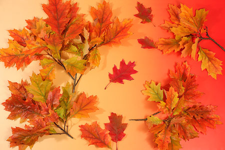 Autumn abstract composition with maple leaves on bright seasonal background, still life and...