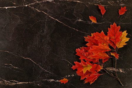 Hello, autumn A vibrant autumn abstract composition with maple leaves, a beautiful still life, and a Thanksgiving concept, screen banner and design template, greeting card, and congratulations.の写真素材