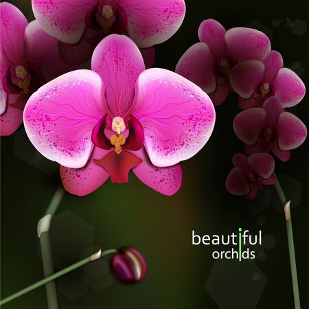 Illustration of purple orchid flower. Detailed vector background. Eps10. のイラスト素材