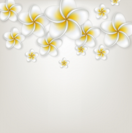 Composition of frangipani (Plumeria) flowers. Detailed background. のイラスト素材