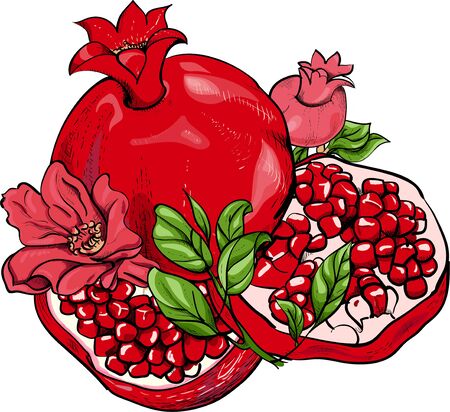 Bright print with red isolated pomegranate on white. Vector paper illustration.のイラスト素材