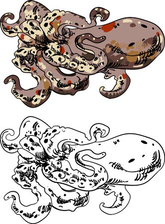Octopus isolated on white background. Vector seafood illustration.のイラスト素材