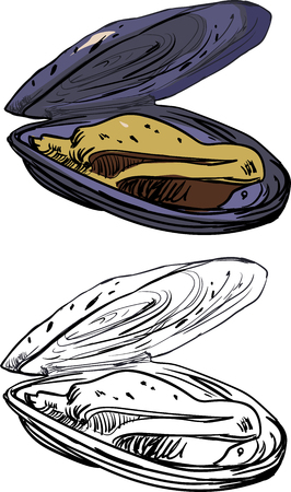 Mussels isolated on white background. Vector seafood illustration.のイラスト素材