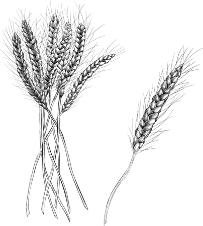 Spikelets of wheat isolated on white background. Vector illustration.のイラスト素材
